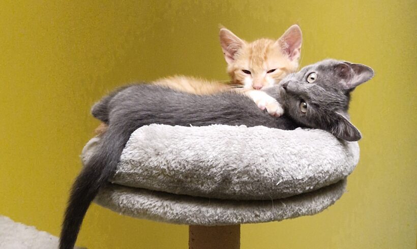 JUNGKATZEN