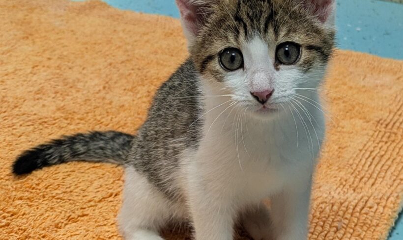 JUNGKATZEN JUNGKATZEN