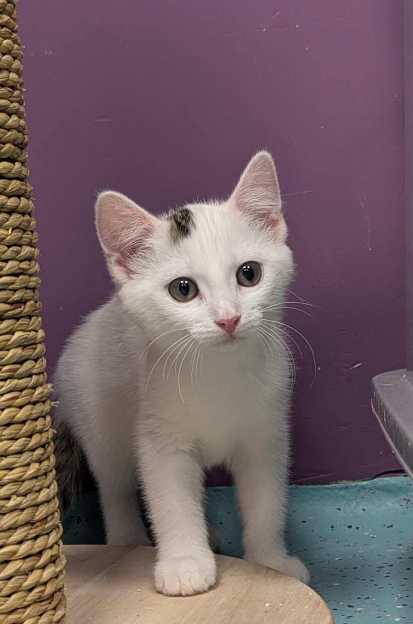 JUNGKATZEN JUNGKATZEN