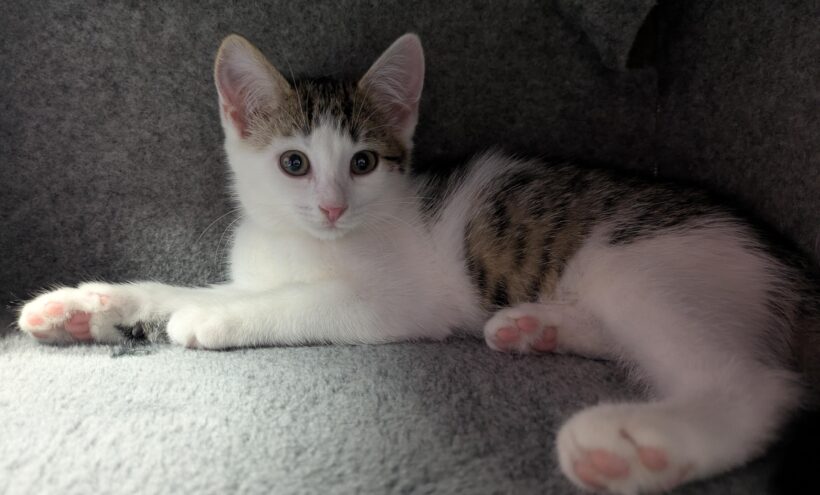 JUNGKATZEN JUNGKATZEN