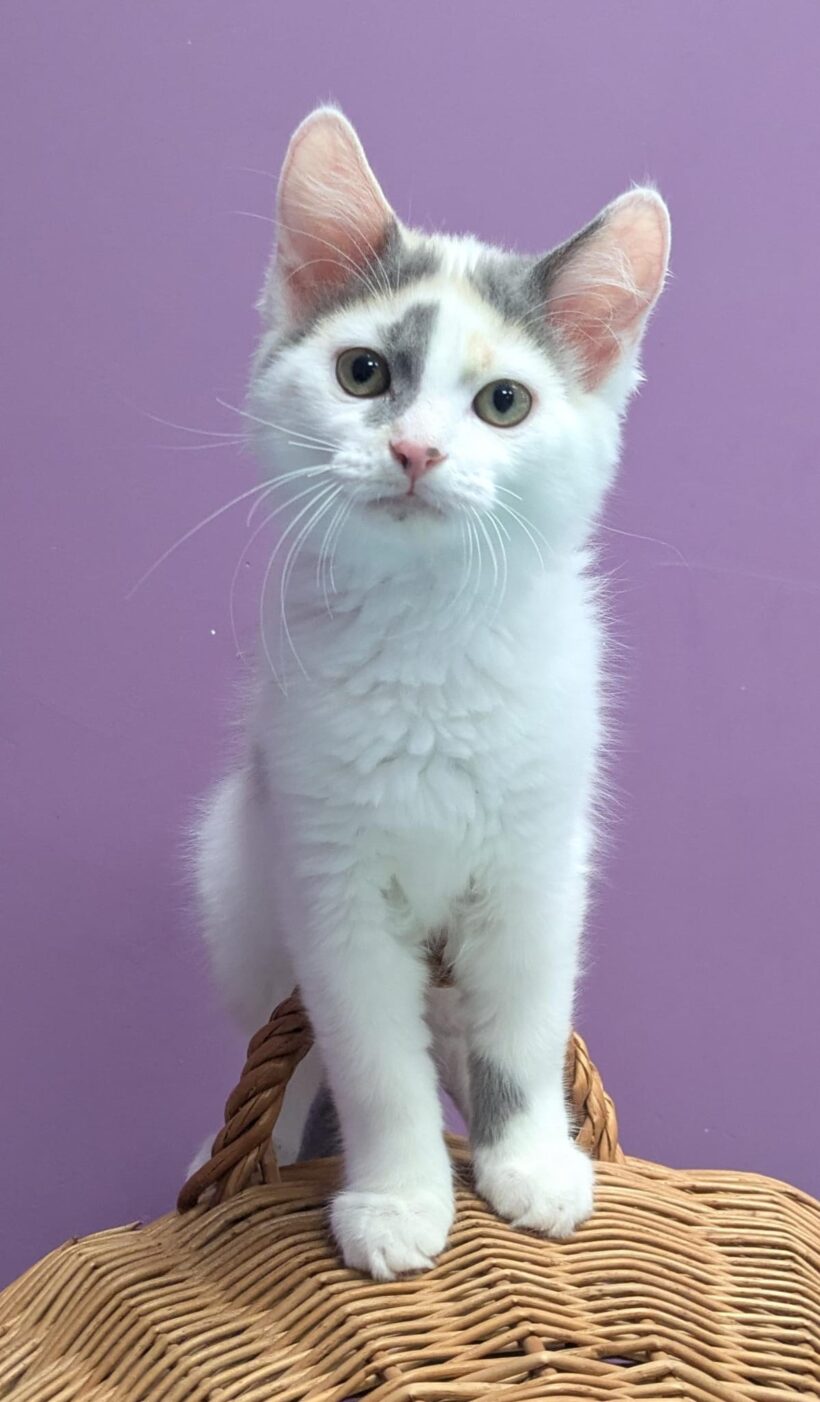 JUNGKATZEN JUNGKATZEN