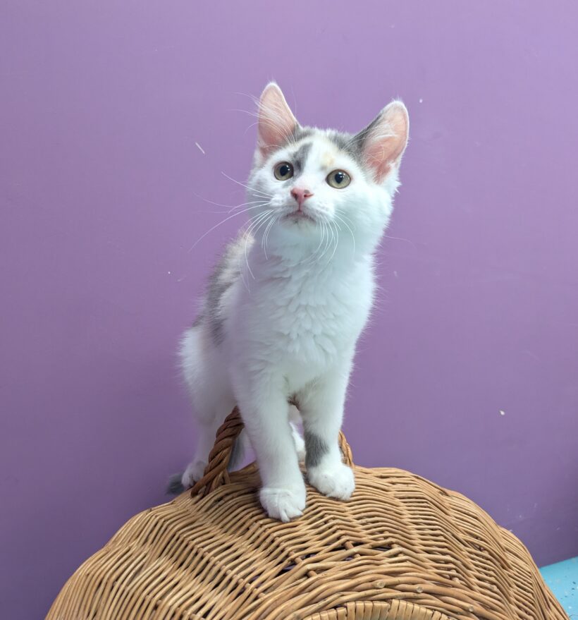 JUNGKATZEN JUNGKATZEN