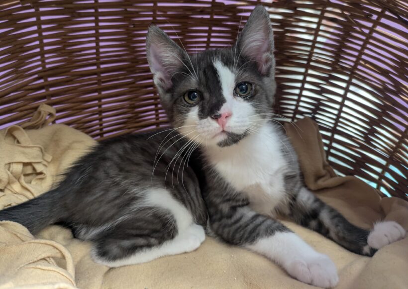 JUNGKATZEN JUNGKATZEN