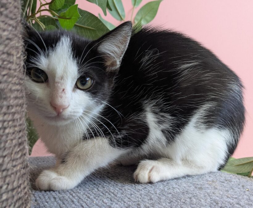 JUNGKATZEN JUNGKATZEN