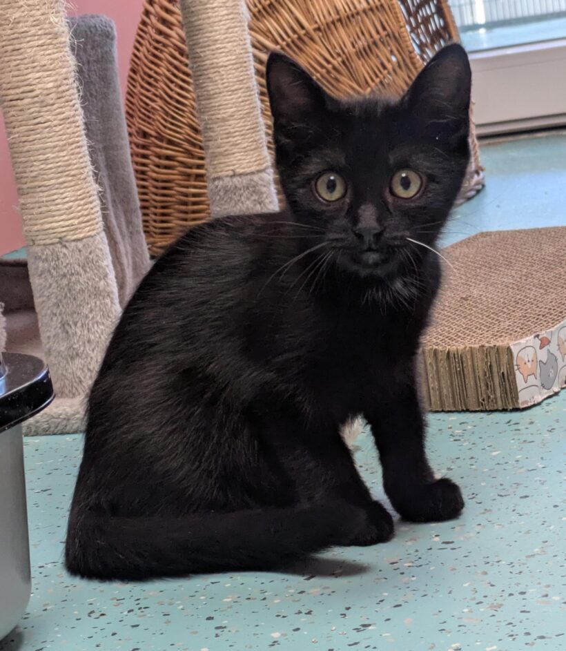 JUNGKATZEN JUNGKATZEN