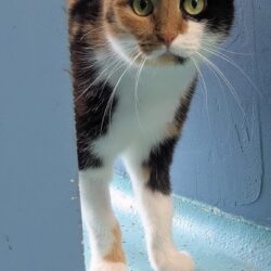 ADULA- FUTTERPLATZ gesucht