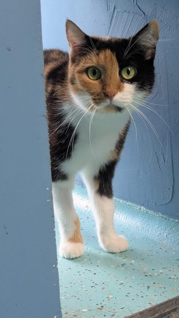 ADULA- FUTTERPLATZ gesucht