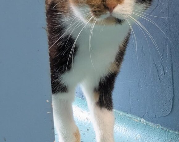 ADULA- FUTTERPLATZ gesucht