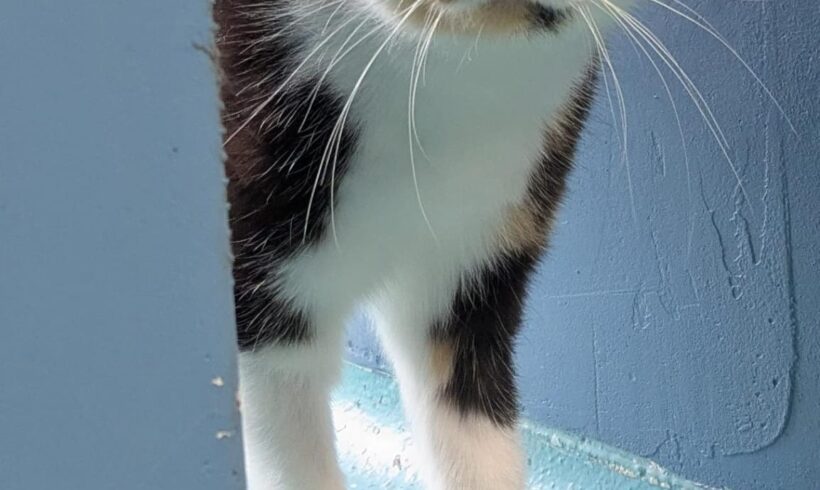ADULA- FUTTERPLATZ gesucht