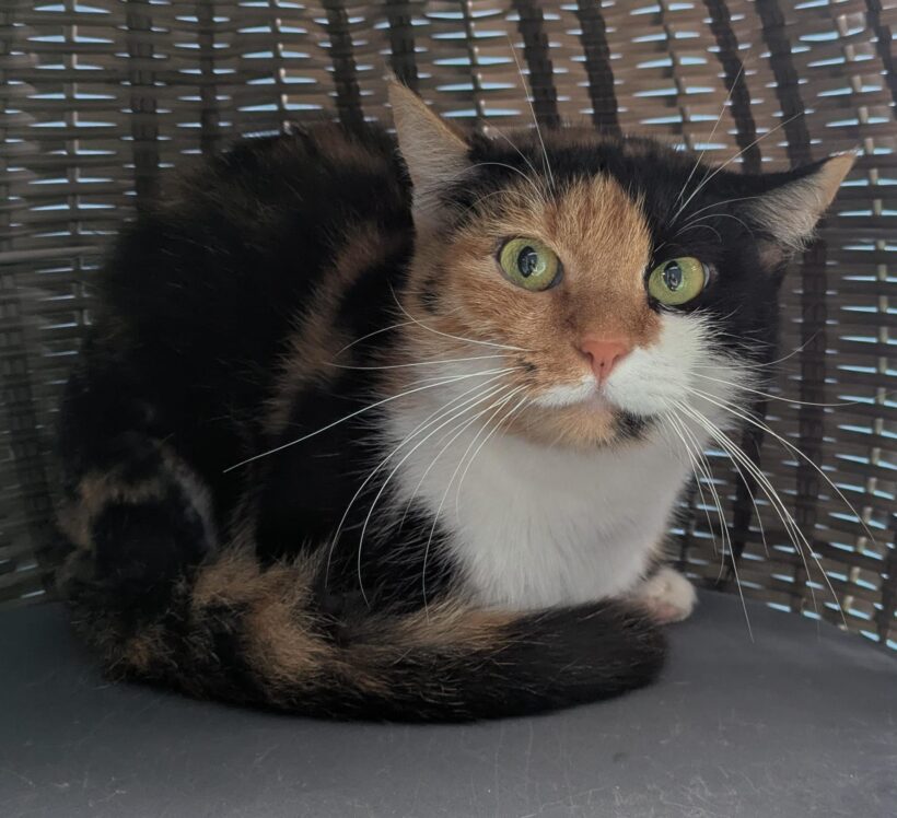 ADULA- FUTTERPLATZ gesucht
