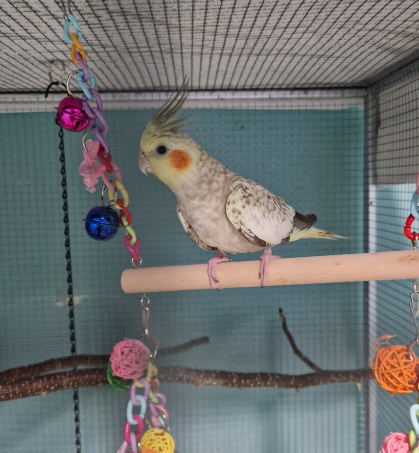 MERLIN und MORGANA MERLIN und MORGANA