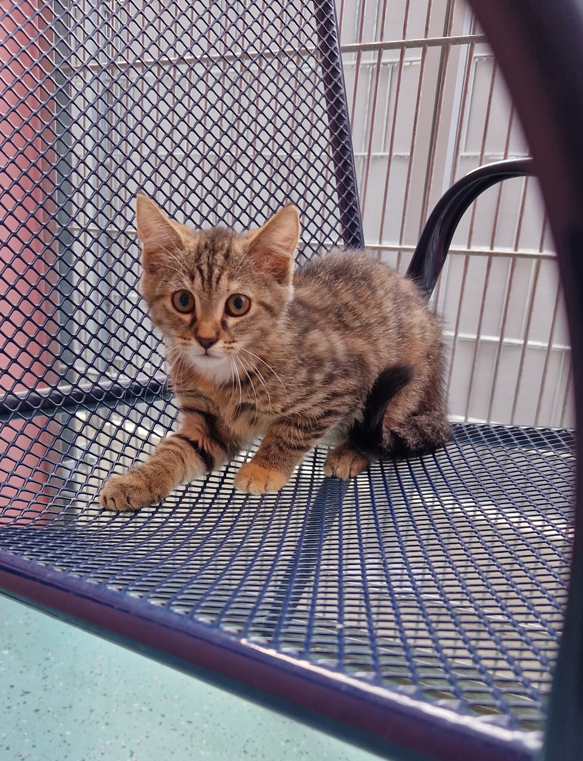 JUNGKATZEN JUNGKATZEN