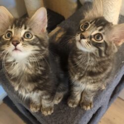 BENITO und BOBBY
