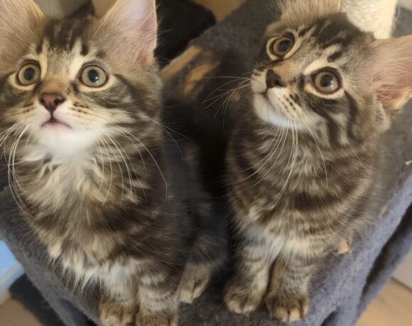BENITO und BOBBY BENITO und BOBBY