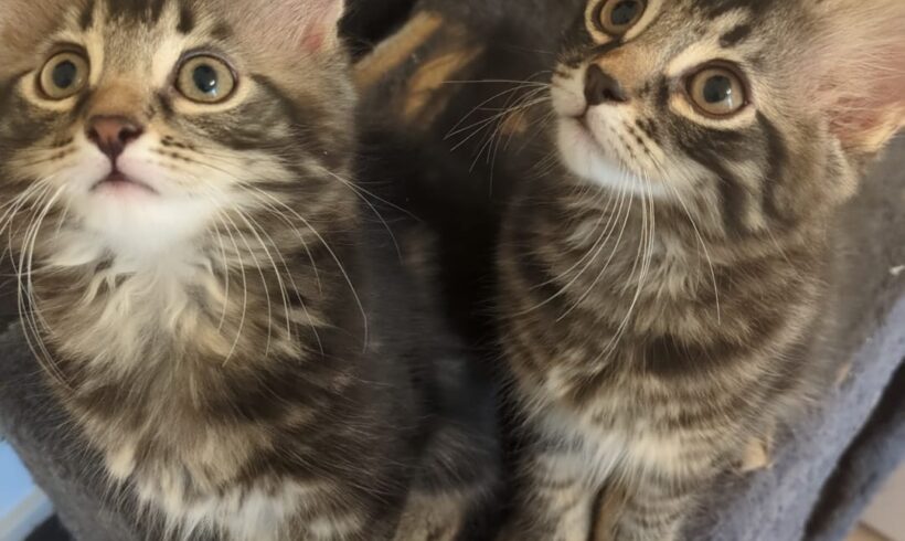 BENITO und BOBBY BENITO und BOBBY