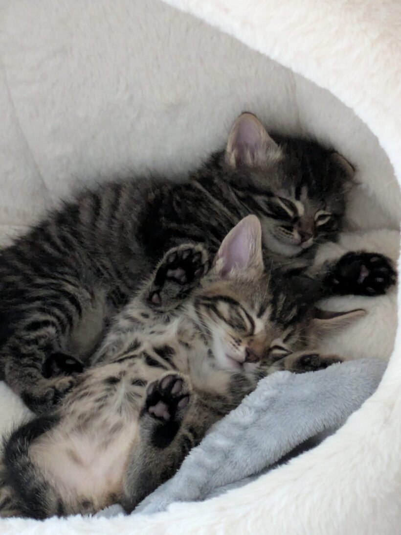 FRIEDA und CARINO FRIEDA und CARINO