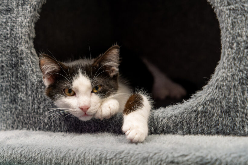 JUNGKATZEN