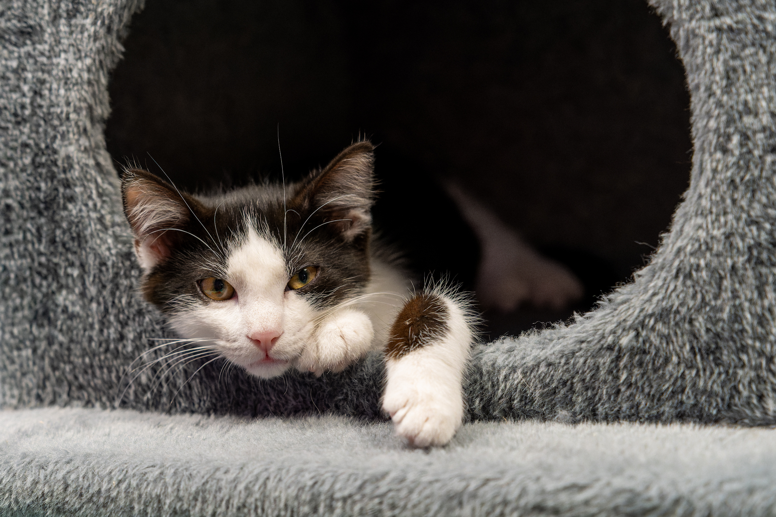 JUNGKATZEN JUNGKATZEN