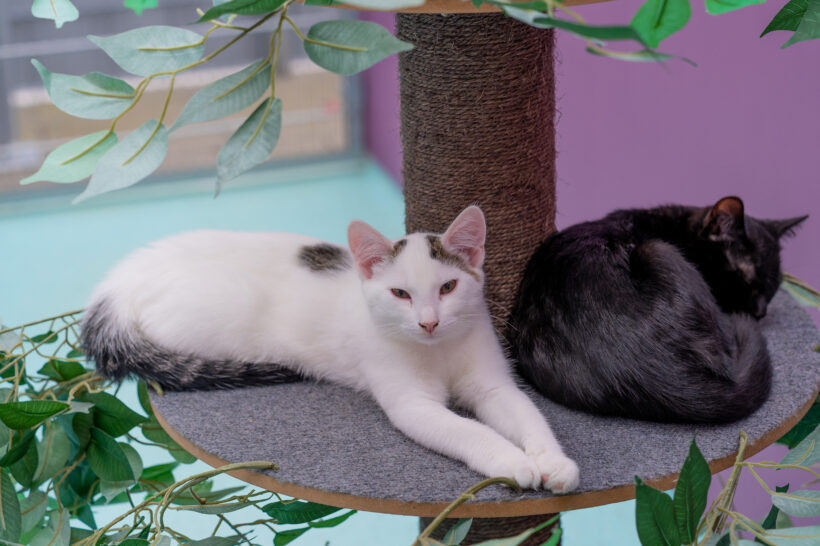JUNGKATZEN