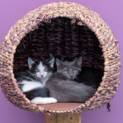 JUNGKATZEN