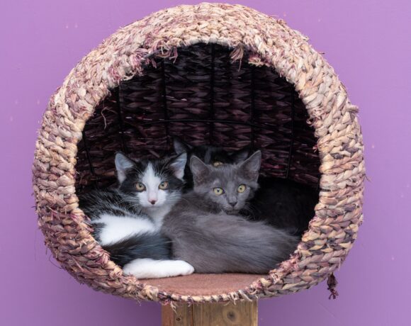 JUNGKATZEN JUNGKATZEN