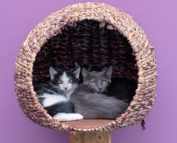 JUNGKATZEN