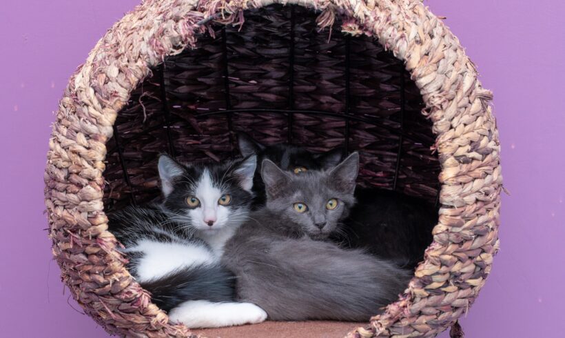 JUNGKATZEN JUNGKATZEN