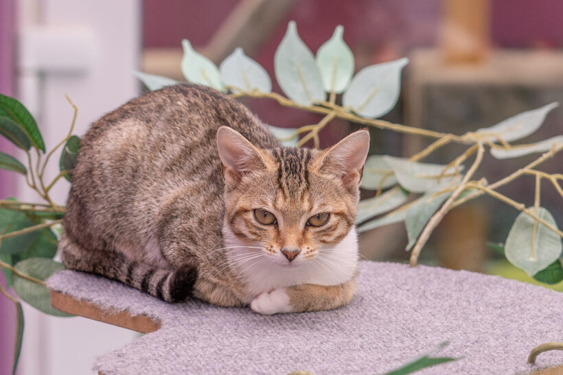 JUNGKATZEN
