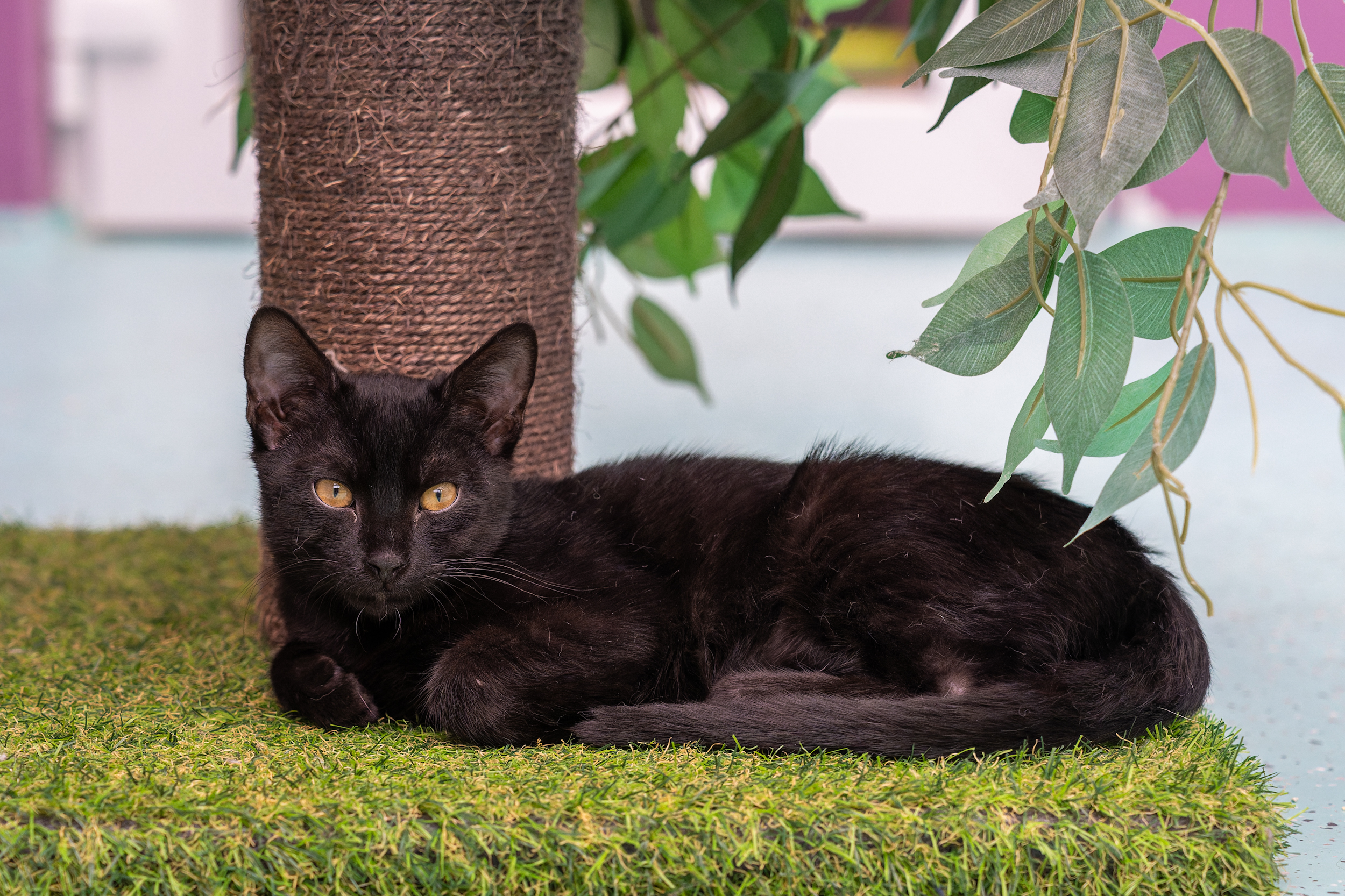 JUNGKATZEN JUNGKATZEN