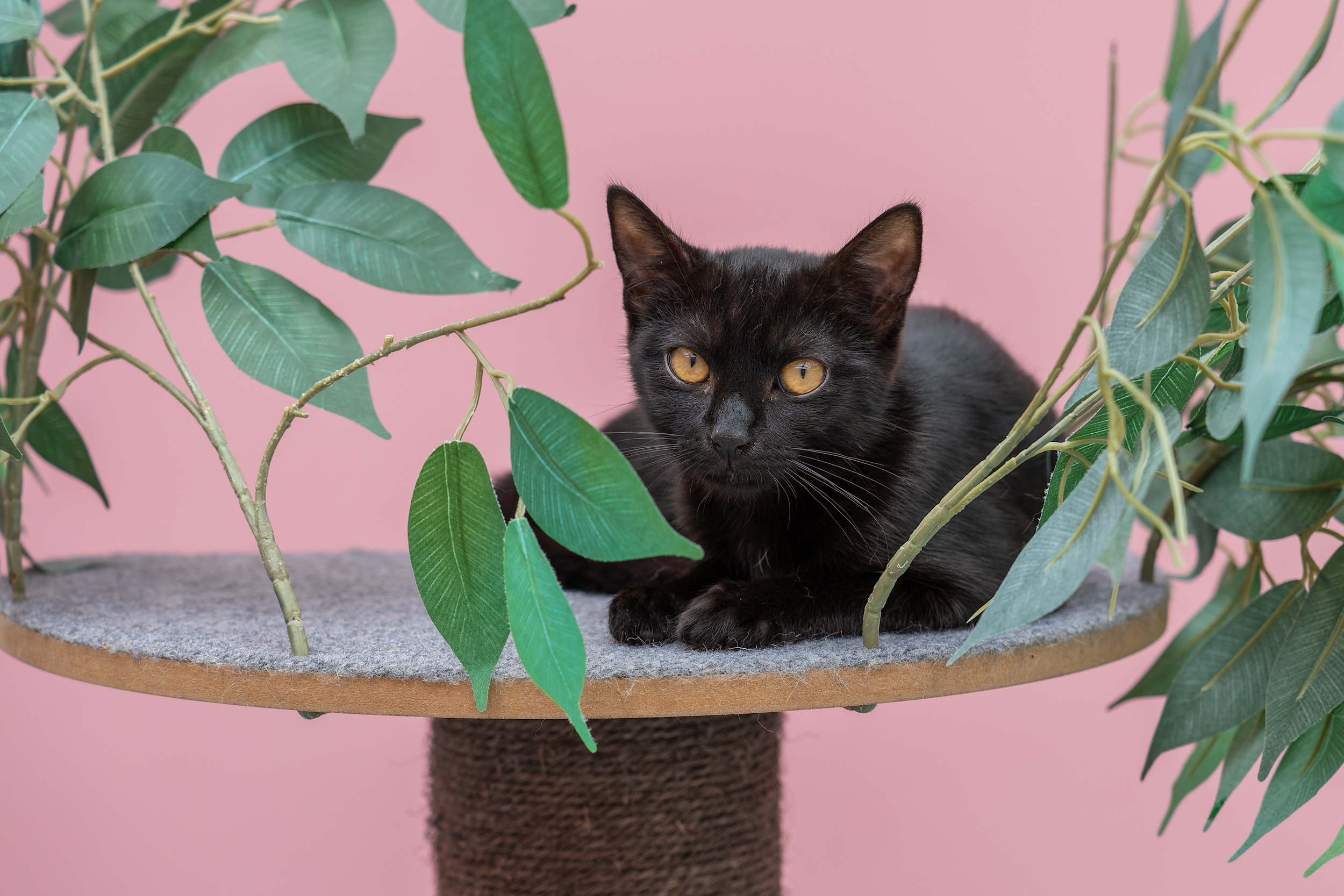 JUNGKATZEN JUNGKATZEN