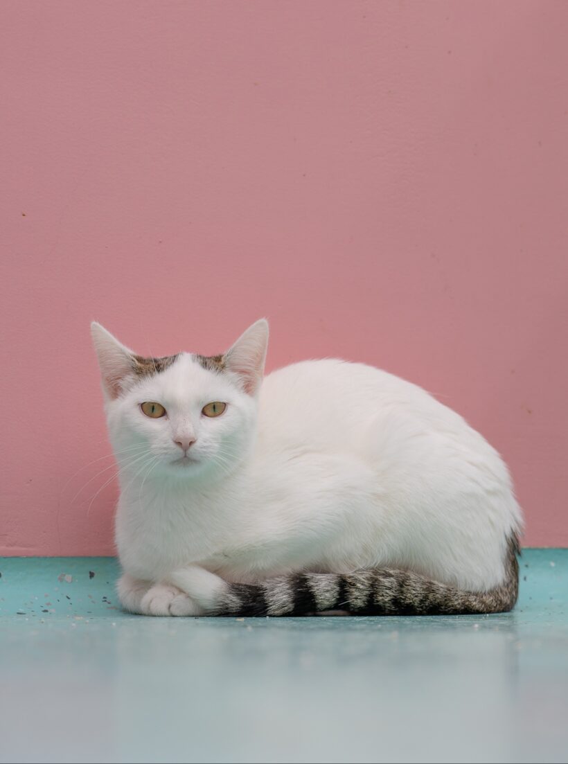 JUNGKATZEN