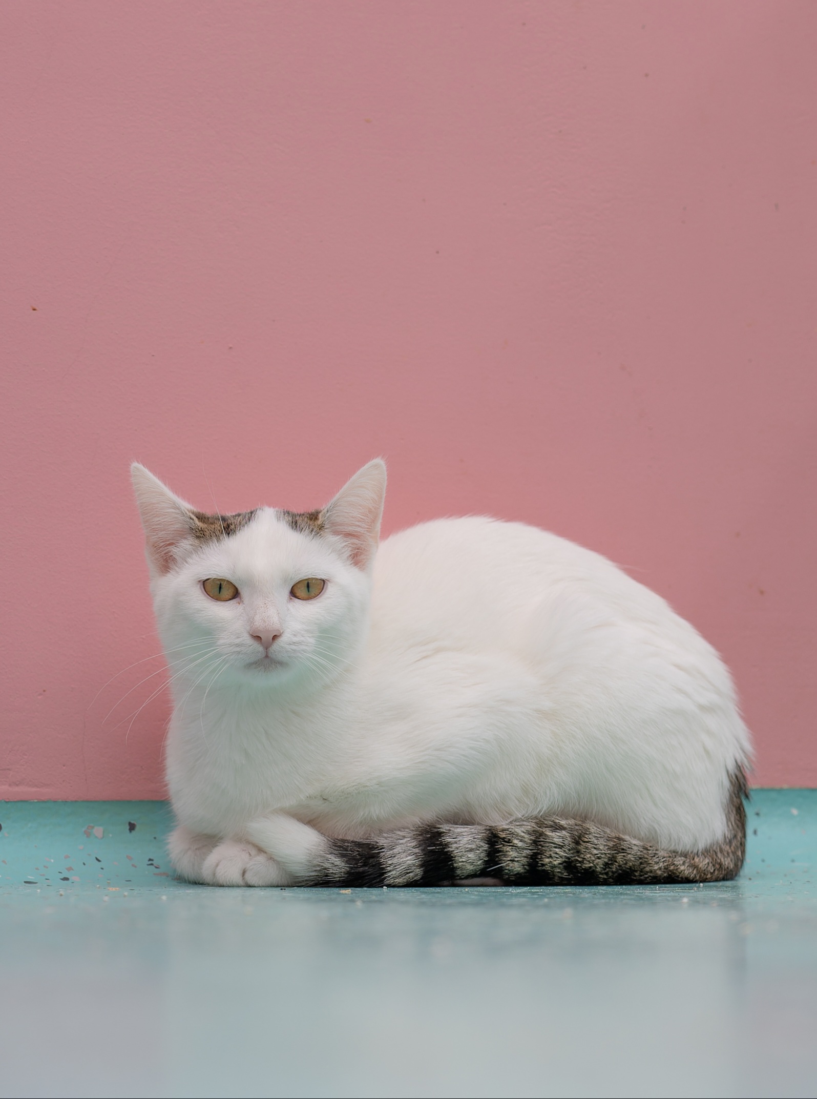 JUNGKATZEN JUNGKATZEN