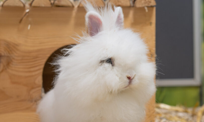 YUKI