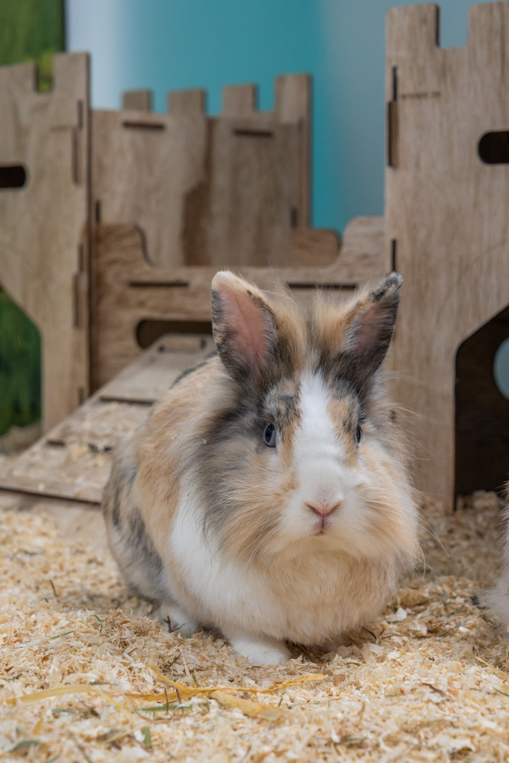 MICKY und BUNNY MICKY und BUNNY
