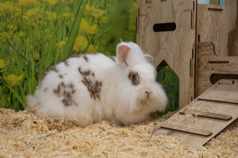 MICKY und BUNNY