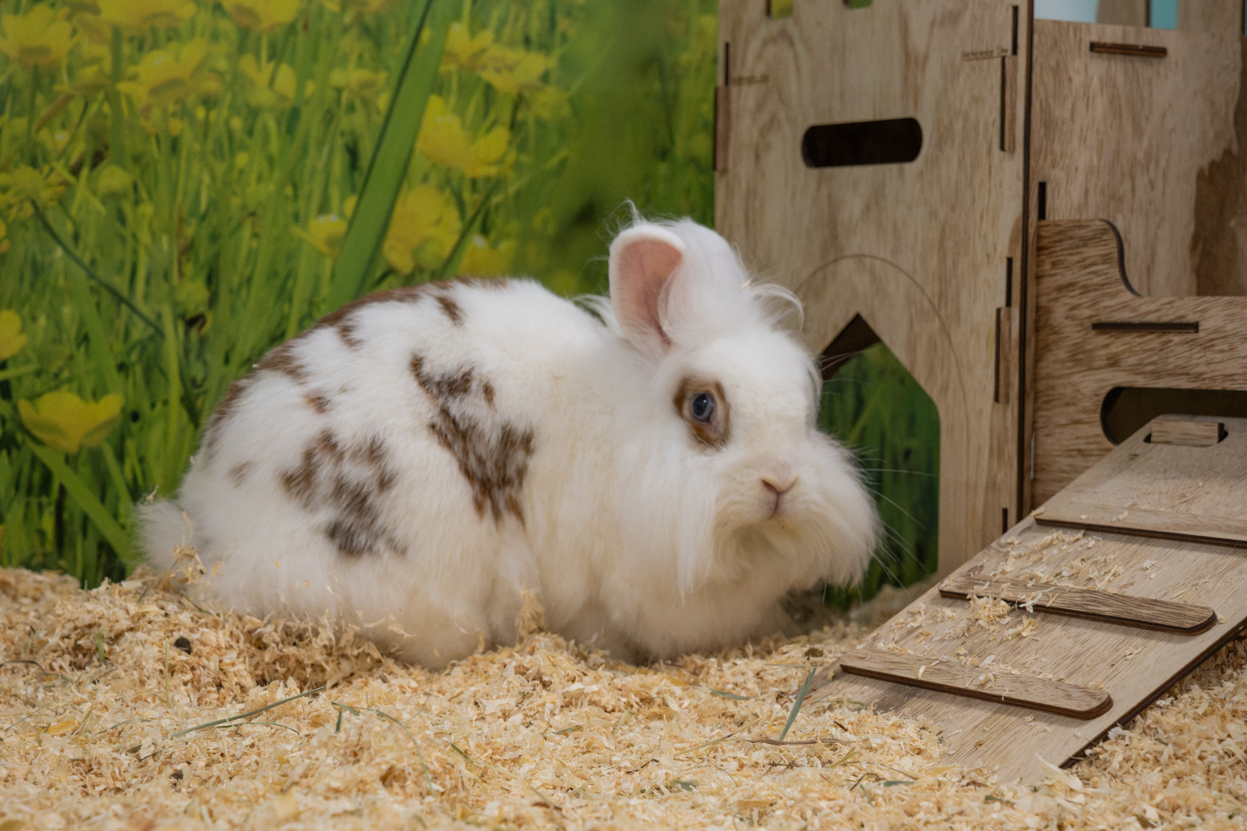 MICKY und BUNNY MICKY und BUNNY