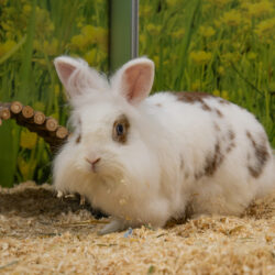 MICKY und BUNNY