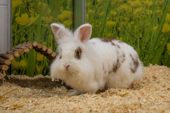 MICKY und BUNNY