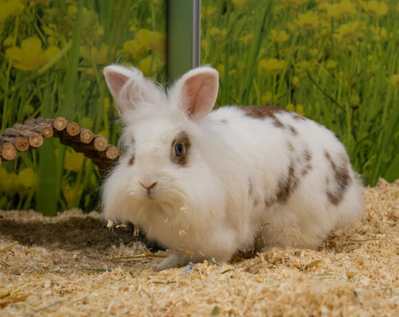 MICKY und BUNNY MICKY und BUNNY