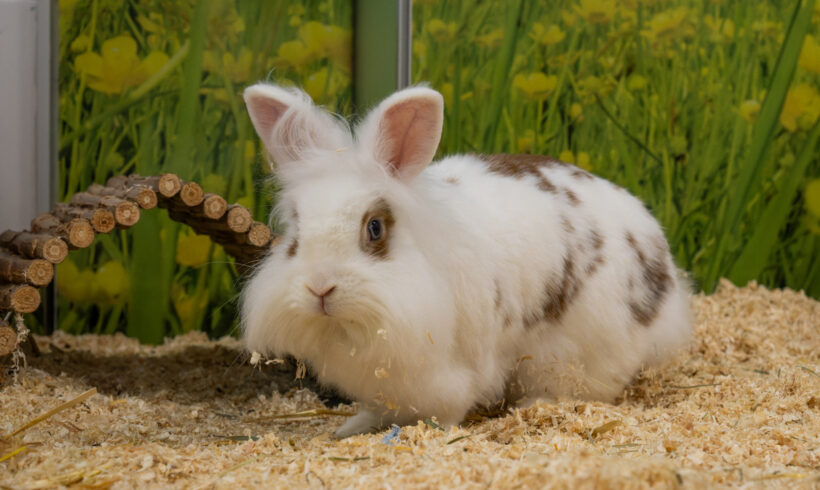 MICKY und BUNNY