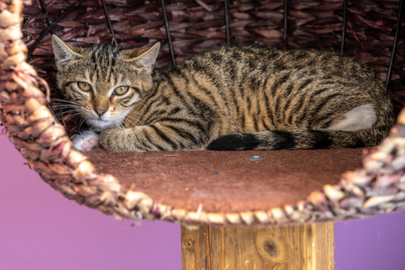 JUNGKATZEN