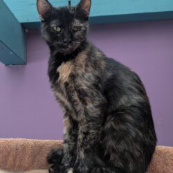 FELICITAS