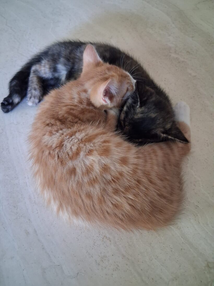 RONJA und TWIX RONJA und TWIX
