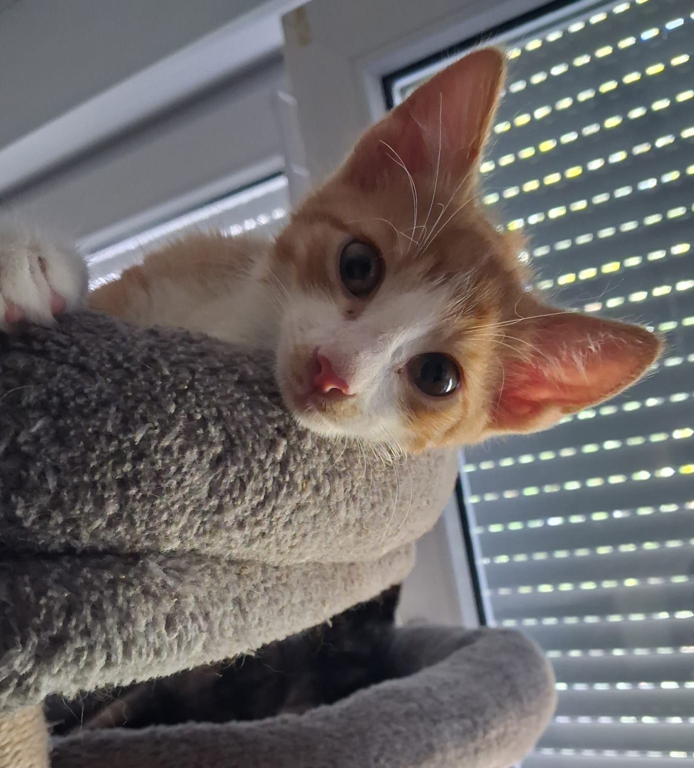 JUNGKATZEN JUNGKATZEN
