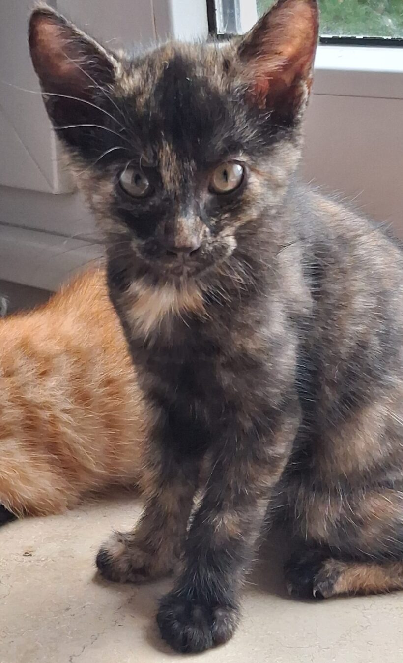 JUNGKATZEN