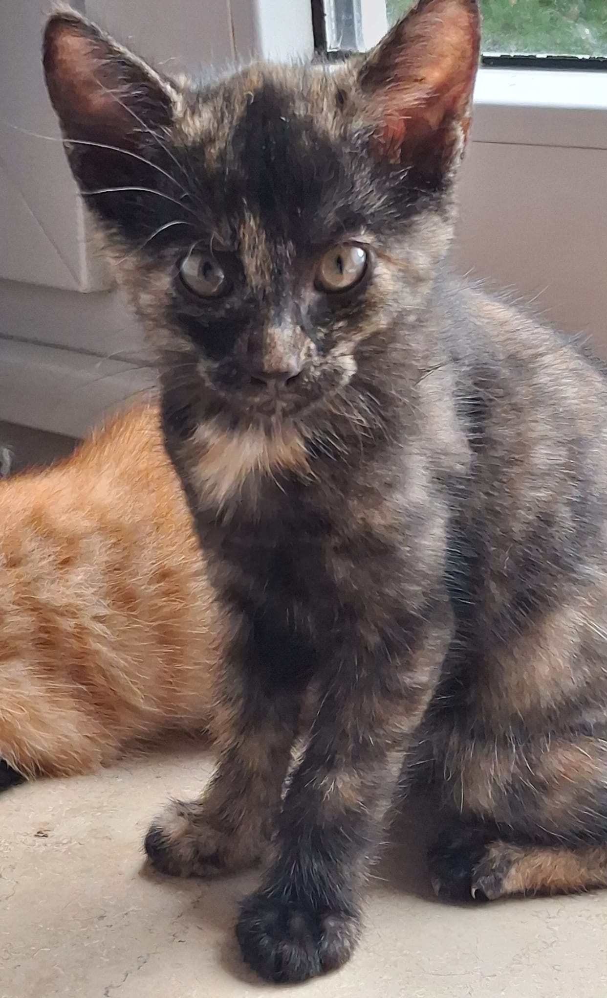 JUNGKATZEN JUNGKATZEN