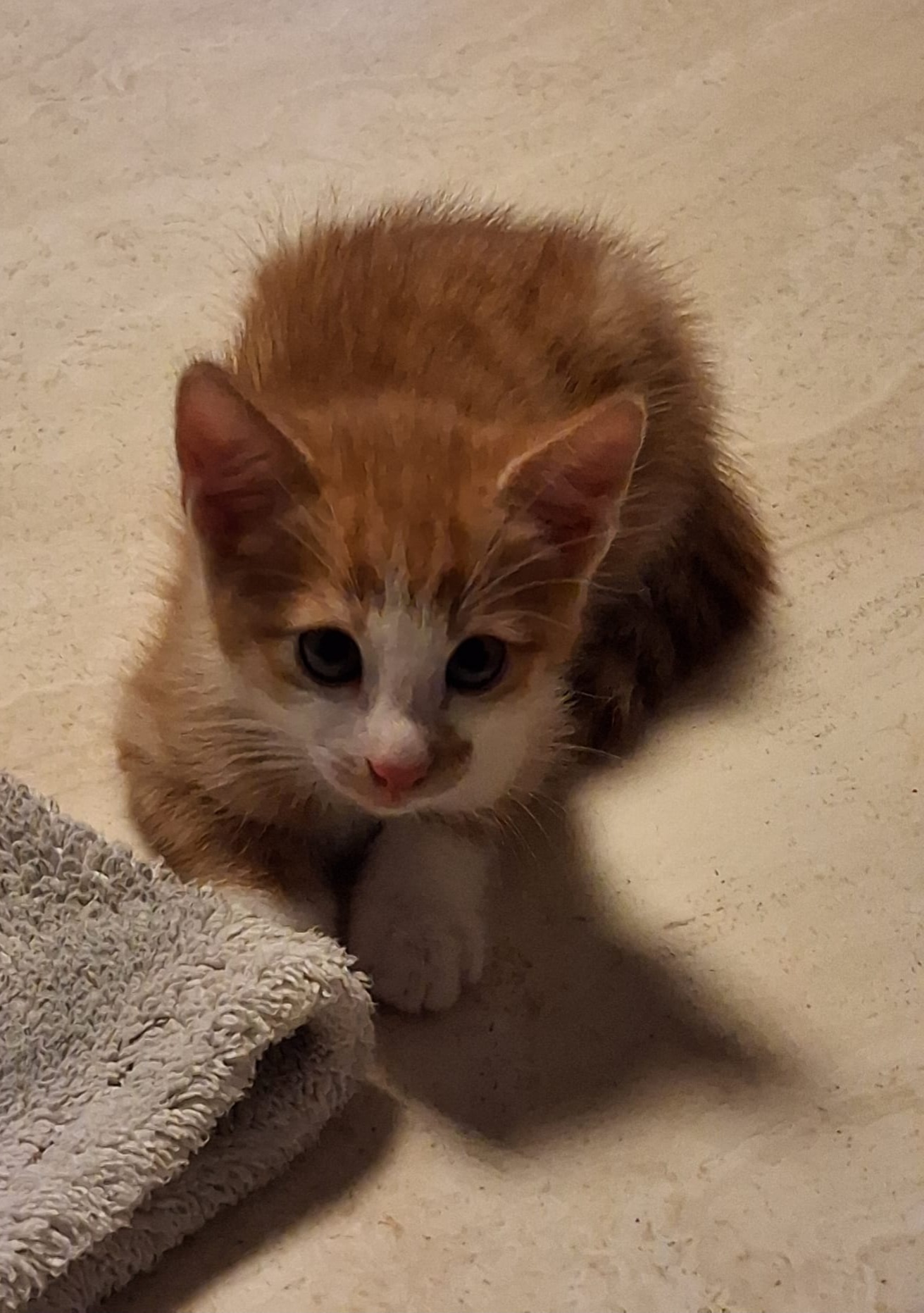 JUNGKATZEN JUNGKATZEN