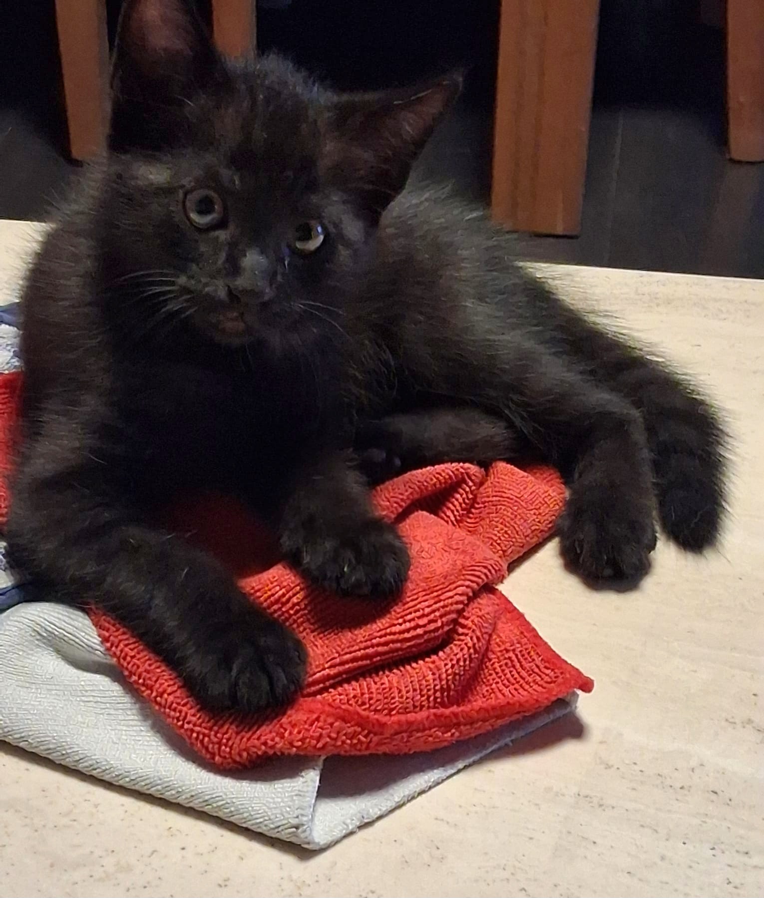 JUNGKATZEN JUNGKATZEN
