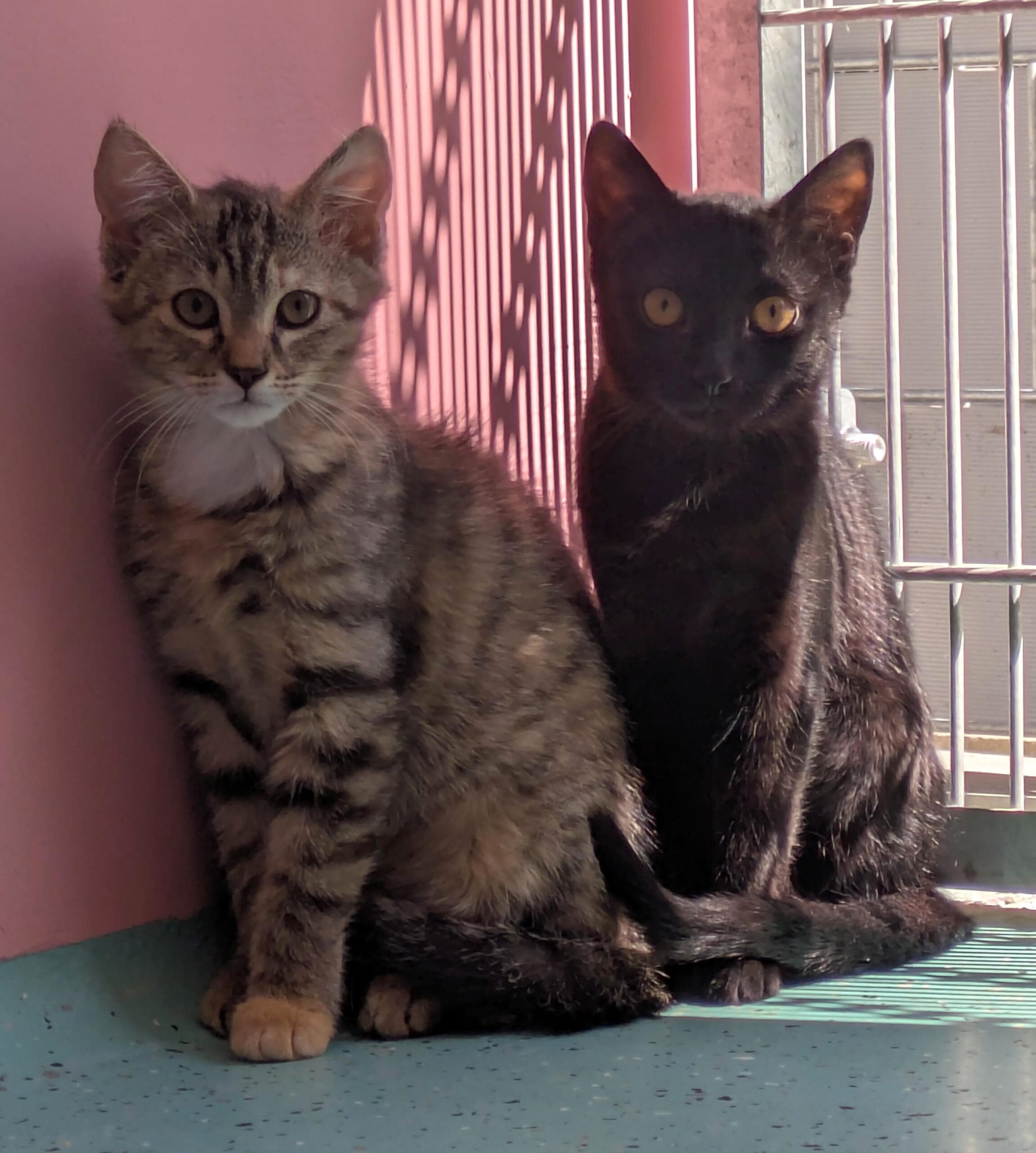 JUNGKATZEN JUNGKATZEN