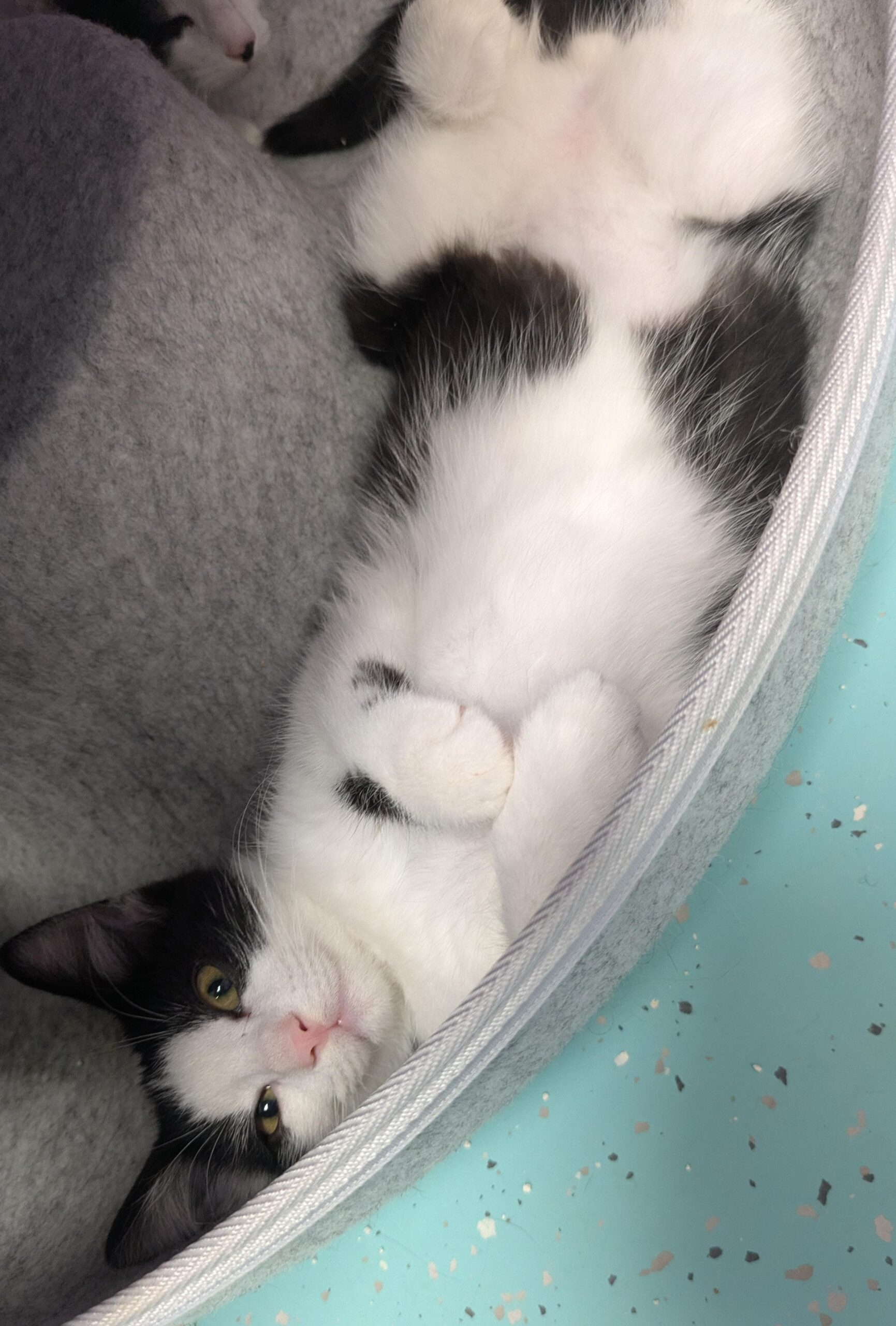 JUNGKATZEN JUNGKATZEN